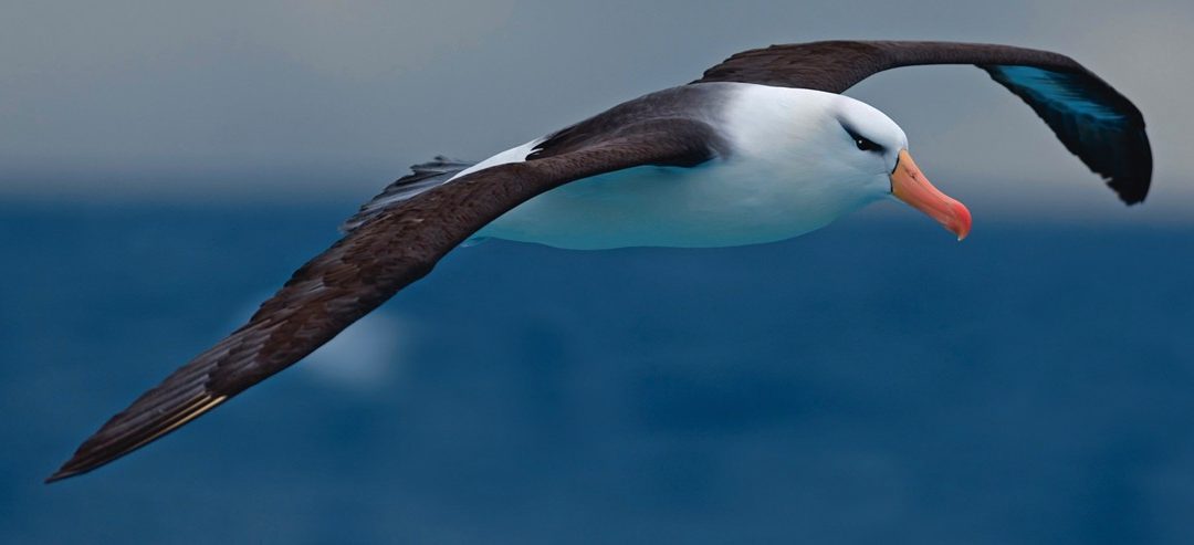 10-11 aprile: le iniziative organizzate da Zero Waste Italy durante il G7 dei Ministri degli Esteri