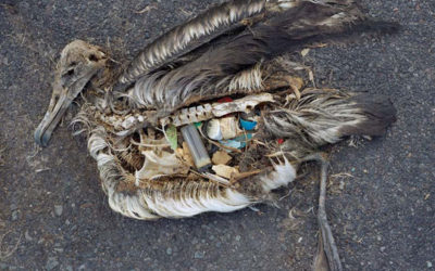 Costituito a Capannori il primo “Club degli albatros” in Italia sul modello di Zero Waste Usa